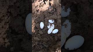 Many eggs lizard in the ground farminglifeinanotherworld battambangcambodia farming [upl. by Amla334]