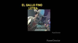 EL GALLO FINO LETRA BETO QUINTANILLA EL MERO LEON DEL CORRIDO [upl. by Adan]