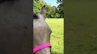 Foal Mystic Running Around The Yard [upl. by Yoc]