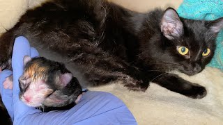 Pregnant Cat Giving Birth to 6 Different Color Kittens [upl. by Pyne]