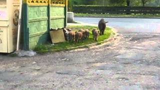 Wild boars in the settlement of Osiedle Podłęże Jaworzno Poland [upl. by Phillipp580]