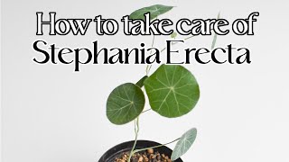 How to care for stephania erecta [upl. by Ardeth630]