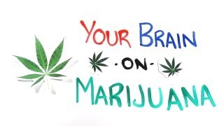 Your Brain on Drugs Marijuana [upl. by Kristyn733]