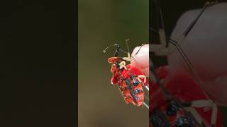 Parasitic bite from Assassin Bug [upl. by Nesaj]