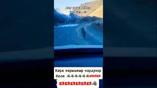 АякКолмо 📍🇰🇬 волки wolf kyrgystan kyrgyzstan rek shorts [upl. by Nnayhs]