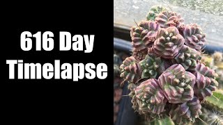 616 Day Timelapse Gymnocalycium Variegata Monstrose Graft [upl. by Raeann]