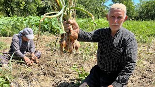 Soğan hasadı bahçede öğlen yemeği patates haşlama yumurta dilimi [upl. by Nanci326]