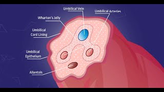 Whartons jelly – Explained [upl. by Eelinej]