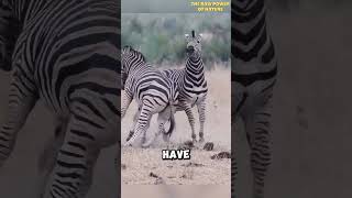 Why Dont We Ride Zebras  Jawbreakers [upl. by Tiebout]