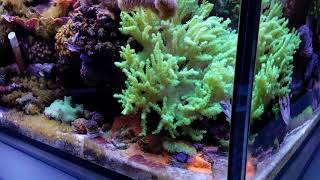 MikeC Soft Coral Reef Tank [upl. by Sharyl]