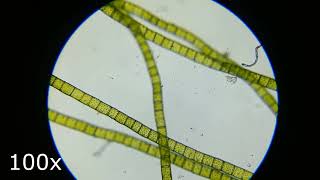 spirogyra under microscope [upl. by Kerrin628]