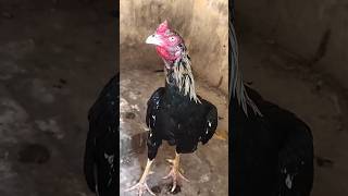 ASEEL ROOSTERbirds viralvideo aseelmurga [upl. by Emixam461]