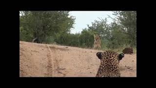 Male leopard provokes lioness [upl. by Lakym]