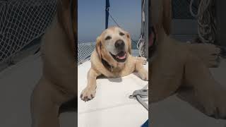 Full time sailing dog lifestyle sailing dubai cruising [upl. by Korry489]