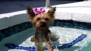 Teeny Wonder Yorkie Dog Chloe Polka Dot Pool Surfs and Swims [upl. by Cocks]