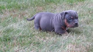 American Bully Blue Tri puppies [upl. by Chemush]