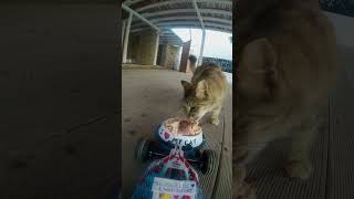 food for cats  cat food delivery Rc cari ♥️ my catviralvideo kitten catlover [upl. by Ettevroc]