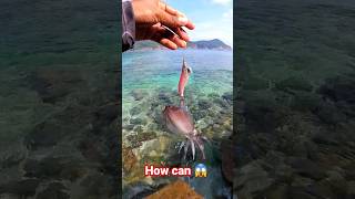 Fantastic Catch Squidmabang seasky shorts foryou squid fishing [upl. by Cynthla]