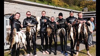 Spearfishing in Denmark  Öresund Scorpena Cup 2017 [upl. by Beitris]