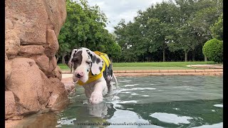 Funny Harlequin Great Dane Puppy Gets Ready For His First Florida Swim [upl. by Nidorf]