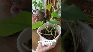 Propagating my rhaphidophora tetrasperma 🍃 [upl. by Siron]