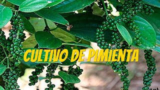 El Cultivo de Pimienta lo que debes saber [upl. by Gargan]