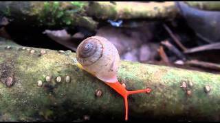 Abenteuer unglaublich im Urwald Tioman Island Malaysia 6 Teil mit Sony CX 550 u CX 115 [upl. by Naerb]