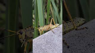 Florida Lubber Grasshopper [upl. by Kurland]