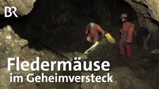 So überwintern Fledermäuse Inspektion in der Tropfsteinhöhle  Zwischen Spessart und Karwendel  BR [upl. by Ullyot]