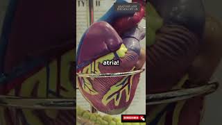 quotHow does your heart pump blood 3danimation ❤️ HumanAnatomy HeartHealth CirculatorySystemquot [upl. by Sherline444]