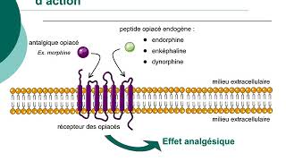 Pharmacologie des médicaments antalgiquesCours commenté [upl. by Dannon]