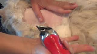 Shaving a Cat with Severe Matting aka Pelting [upl. by Schilit]