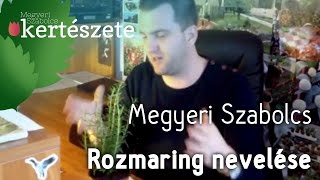 Rozmaring nevelése Rosmarinus officinalis  Megyeri Szabolcs kertészete [upl. by Brenan108]