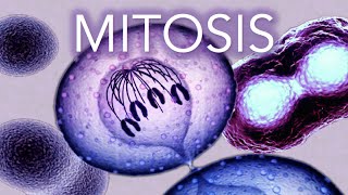 MITOSIS  MADE SUPER EASY  ANIMATION [upl. by Ynoyrb]