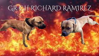 Gr Ch Richard Ramirez apbt dogtype dogbreed [upl. by Nairrod]