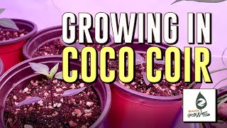 How to prep COCO COIR for indoor growing [upl. by Lotti]