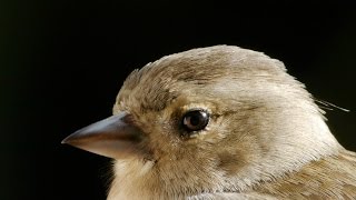 Chaffinch male and female [upl. by Berri714]