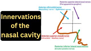 Nasal Cavity part 3  Innervations of the Nasal Cavity [upl. by Noitna]