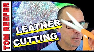 CUTTING LEATHER TOADSTOOL CORAL  QA 45 [upl. by Sanford]