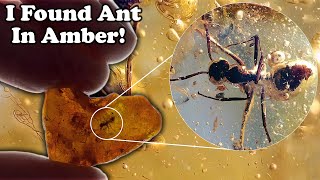 Catch and cut Extinct Ant in a piece of Amber [upl. by Ekihc124]