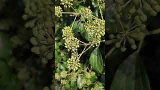 🍃🐝 Le lierre  Hedera Helix 🍃🐝 shortnaturevideos hedera plantlover [upl. by Anitsyrhk]