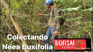 Colectando Nia Neea Buxifolia en los montes de Puerto Rico 🇵🇷 [upl. by Kwapong]