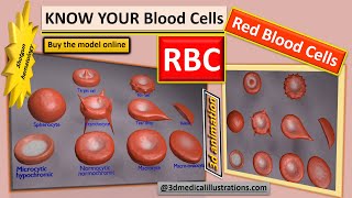 rbc shapes  variation in size and shape of rbc  red blood cell shapes  how it affects circulation [upl. by Anauqcaj760]