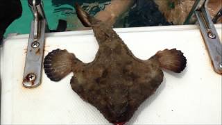 Short Nosed Bat Fish Bahamas 9 17 2013 [upl. by Ytsenoh]