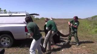 Video of recordbreaking Burmese python in Everglades National Park [upl. by Jerrome675]