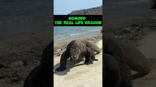 Komodo The Real Life Dragon shorts [upl. by Macdonell]