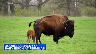 Batavia Fermilab delivers 2 baby bison  See herd on live bison cam [upl. by Eemla]