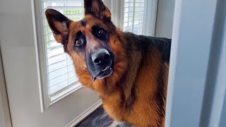 Why German Shepherds are the FUNNIEST DOGS 🐶 [upl. by Jeanelle]