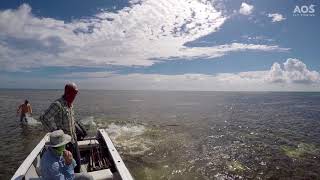 Stingray attacks Fisherman  Stachelrochen attackiert Fliegenfischer [upl. by Jerome]