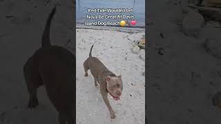 Red Tide In The Bay And Nova Couldnt Play 😞⛱️🐾🐕❤️ [upl. by Carvey]